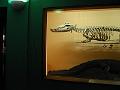 IMG_0499