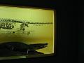 IMG_0500
